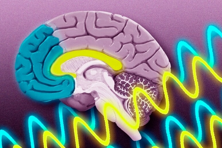Il cervelleo femminile segue un ritmo diverso da quello maschile, soprattutto nelle emozioni (fonte: Jose-Luis Olivares/MIT) - RIPRODUZIONE RISERVATA
