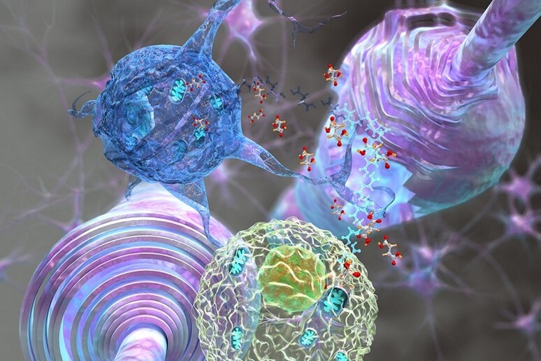 Le staminali neurali indotte contrastano l 'azione infiammatoria della microglia (fonte: S. Pluchino, Cambridge University) - RIPRODUZIONE RISERVATA