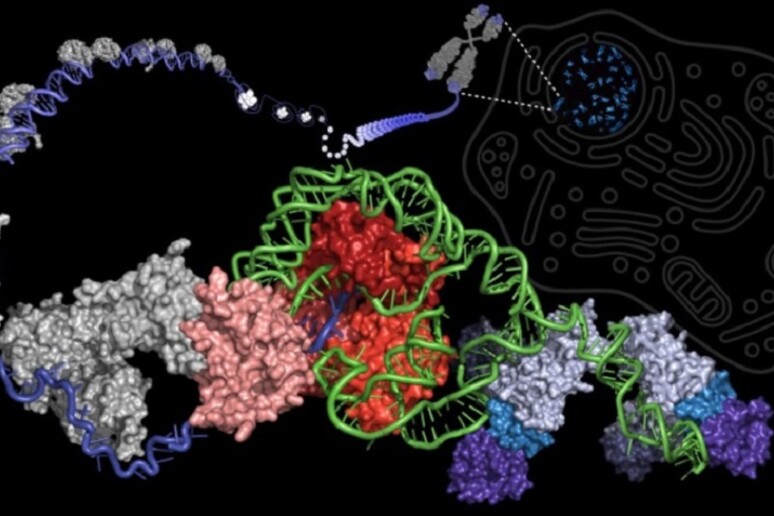 Ricostruzione al computer dell 'enzima della longevità, la telomerasi, mentre agisce sulle estremità di un cromosoma aggiungendo brevi sequenze ripetute di Dna (fonte: Arizona State University) - RIPRODUZIONE RISERVATA
