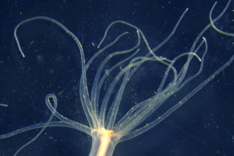 L 'anemone di mare Nematostella (fonte: Yaara Columbus-Shenkar, Hebrew University) - RIPRODUZIONE RISERVATA