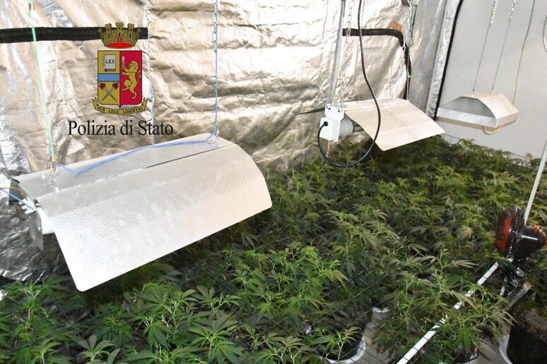 Piantagione marijuana sequestrata a Ventimiglia - RIPRODUZIONE RISERVATA