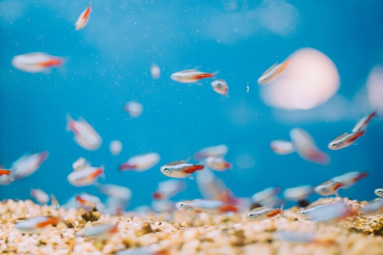 Il cibo del futuro che arriva dagli oceani comprende diverse specie di pesci - RIPRODUZIONE RISERVATA