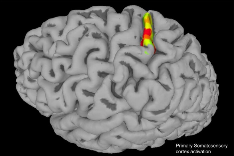 La corteccia somatosensoriale, l 'area del cervello responsabile delle sensazioni corporee (fonte: Andersen lab) - RIPRODUZIONE RISERVATA