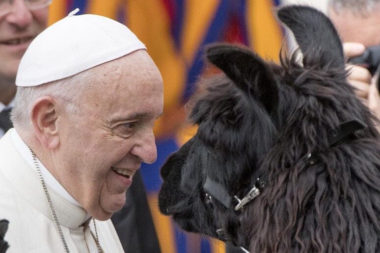Papa Francesco accoglie i lama in piazza San Pietro - RIPRODUZIONE RISERVATA