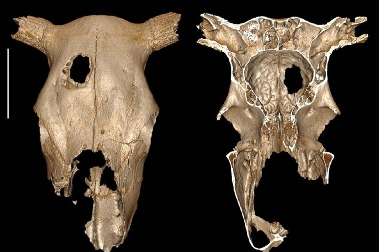 Il cranio forato di bovino e la ricostruzione 3D (fonte: Fernando Ramirez Rozzi) - RIPRODUZIONE RISERVATA