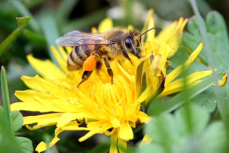 Da Ue stop a utilizzo pesticidi nocivi per api - RIPRODUZIONE RISERVATA
