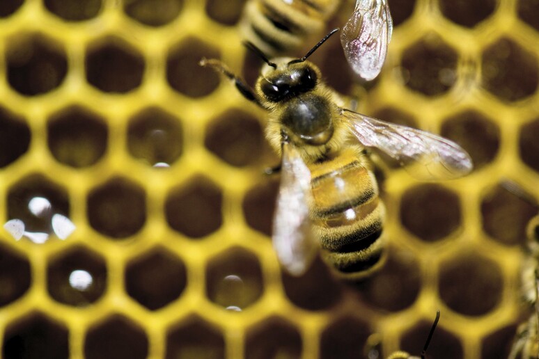 Fao, le api devono essere protette per tutelare nostro cibo © ANSA/AP