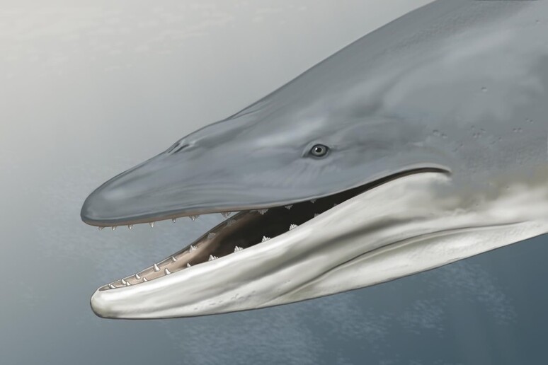 Una ricostruzione di un esemplare delle prime balene, feroci predatori provvisti di denti (fonte: Carl Buell) - RIPRODUZIONE RISERVATA