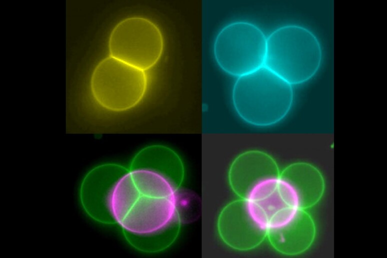 Cellule artificiali in falsi colori, organizzate in strutture di tipo diverso (fonte: Imperial College London) - RIPRODUZIONE RISERVATA