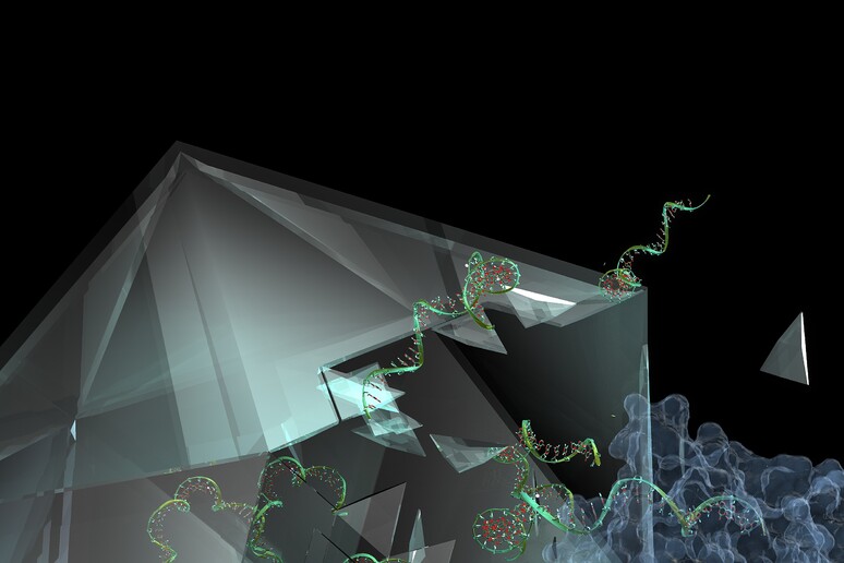 Rappresentazione grafica della molecola IMP-1088 (in giallo) mentre blocca la proteina NMT (in blu), che il virus del raffreddore utilizza per invadere le cellule umane proteggendo il suo materiale genetico (in verde) (fonte: Imperial College London) - RIPRODUZIONE RISERVATA