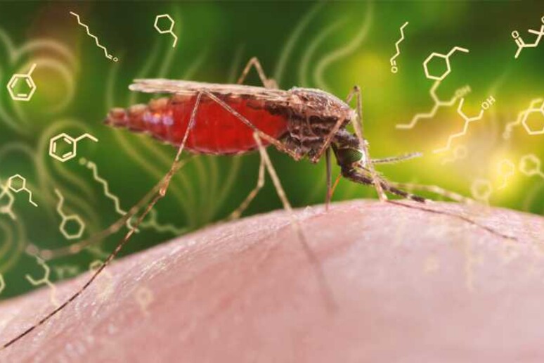 Il parassita della malaria altera l 'odore delle persone infettate, rendendolo più attraente per la zanzara Anofele, vettore della malattia (ETH Zurich / CDC, James Gathany) - RIPRODUZIONE RISERVATA