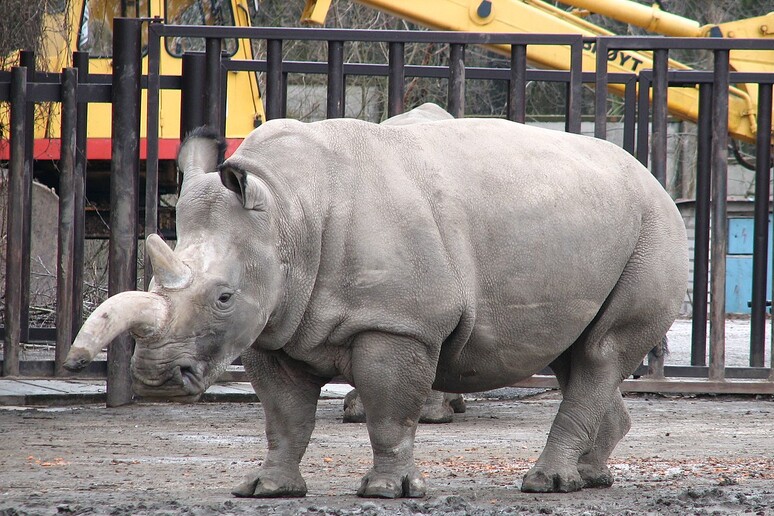 Un esemplare di rinoceronte bianco settentrionale (fonte: Mistvan) - RIPRODUZIONE RISERVATA
