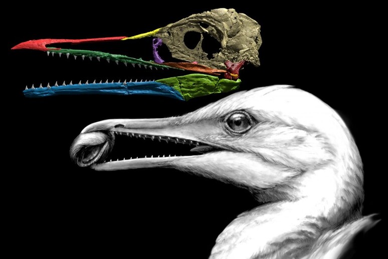 Il primo becco dell’evoluzione apparteneva a un volatile simile a un gabbiano con robusti denti e testimonia il passaggio dai dinosauri agli uccelli (fonte: Michael Hanson/Yale University) - RIPRODUZIONE RISERVATA
