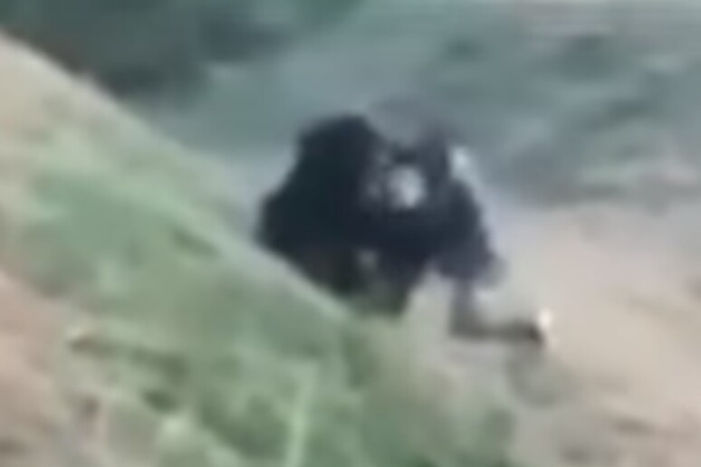 Un frame del video dell 'uomo che aveva tentato di fare un selfie con l 'orso in India (da YouTube) - RIPRODUZIONE RISERVATA