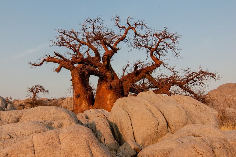 Un baobab nel Botswana (fonte: Pixabay) - RIPRODUZIONE RISERVATA