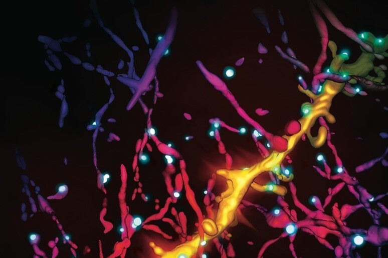 Ricostruzione tridimensionale delle connessioni tra le fibre nervose delle strutture cerebrali sulle quali agisce la serotonina (fonte: IIT) - RIPRODUZIONE RISERVATA
