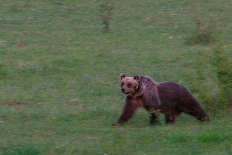 Avvistato orso marsicano in provincia di Isernia - RIPRODUZIONE RISERVATA