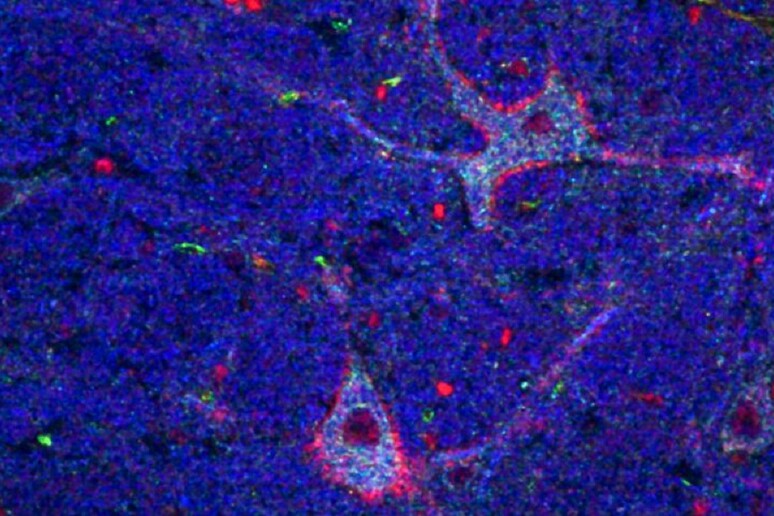 I neuroni giganti giocano un ruolo chiave nella consapevolezza (fonte: Laboratory of Neurobiology and Behavior at The Rockefeller University) - RIPRODUZIONE RISERVATA
