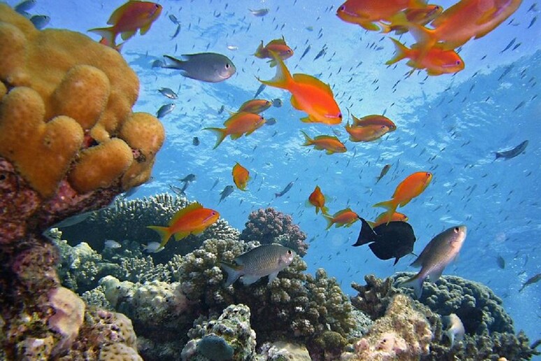 Studiare la biodiversità nei mari è fra gli obiettivi del primo hub nazionale della ricerca marina - RIPRODUZIONE RISERVATA