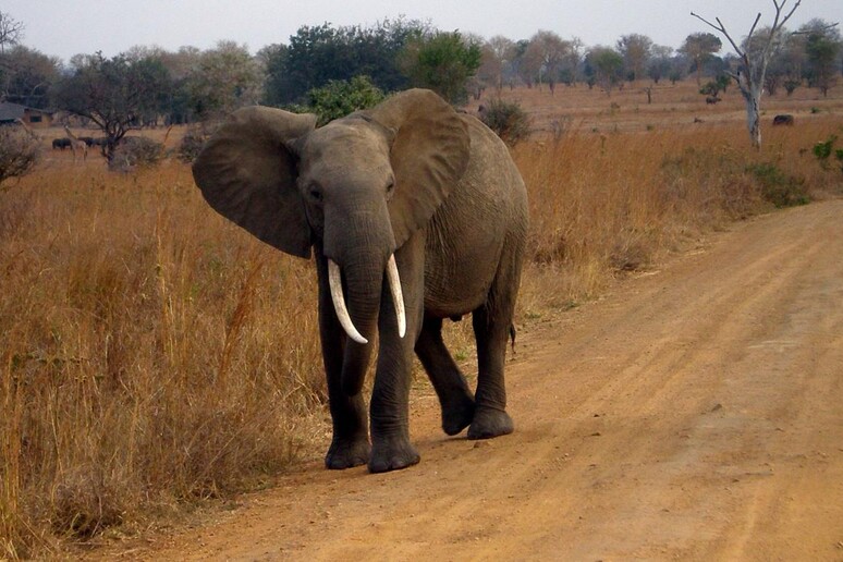 Un esemplare di elefante africano della Tanzania (fonte: Eleanor Yarisse) - RIPRODUZIONE RISERVATA
