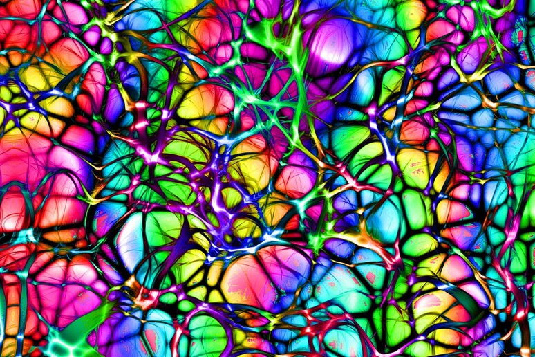 La prima mappa delle sinapsi aiuterà a capire meglio come funziona il cervello (fonte: Pixabay) - RIPRODUZIONE RISERVATA
