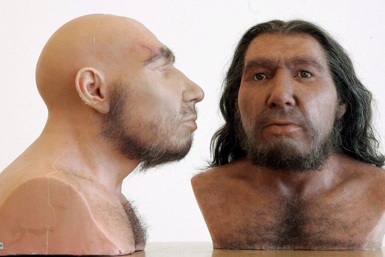 Due ricostruzioni di un uomo di Neanderthal, esposte al Rheinisches Landesmuseum di Bonn (Fonte: Joerg Carstensen) - RIPRODUZIONE RISERVATA