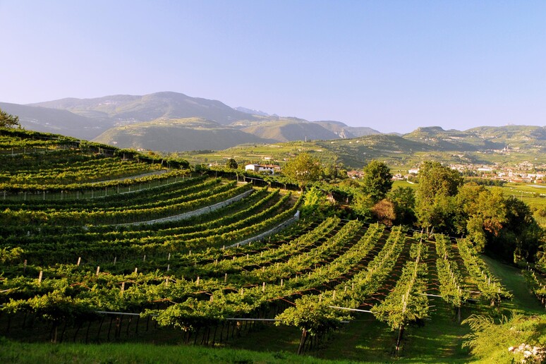 Vino: in Svizzera è passione da Valpolicella Ripasso doc +9% - RIPRODUZIONE RISERVATA