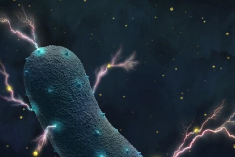 Il batterio Listeria trasporta elettroni attraverso le pareti cellulari producendo in questo modo delle deboli correnti elettriche (fonte: UC Berkeley) - RIPRODUZIONE RISERVATA