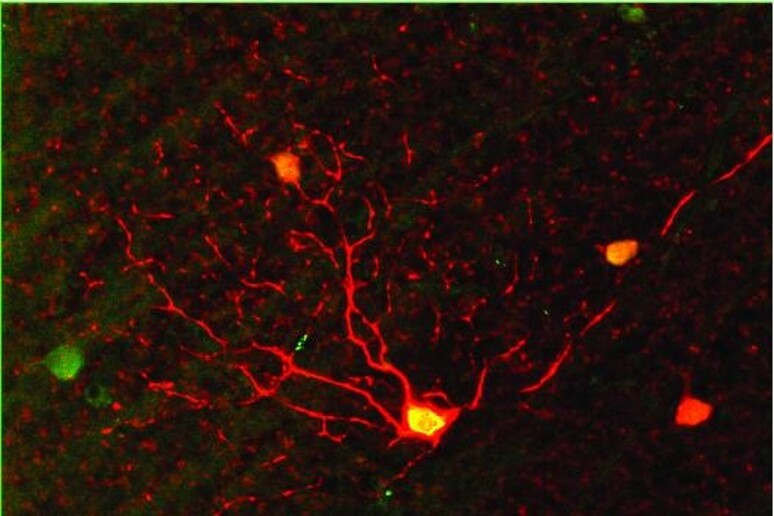 Le cellule della retina sensibili al movimento (in rosso) possono riprogrammarsi per adattarsi alla visione notturna (fonte: Xiaoyang Yao, Duke University and Amanda J. McLaughlin, University of Victoria) - RIPRODUZIONE RISERVATA