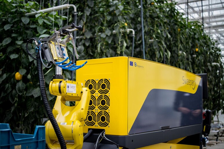 Il robot Sweeper durante i test (fonte: Research Station for Vegetable Production at St. Katelijne Waver) - RIPRODUZIONE RISERVATA