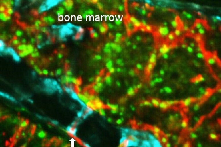 Le frecce indicano i canali che permettono alle cellule immunitarie di attraversare il cranio per proteggere il cervello (fonte: Nahrendorf Lab) - RIPRODUZIONE RISERVATA