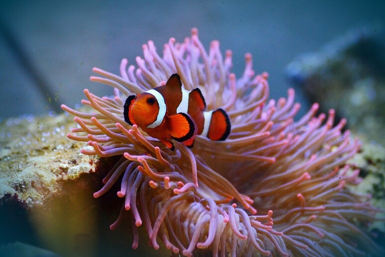 Un pesce pagliaccio nascosto in un anemone di mare (fonte: pixabay) - RIPRODUZIONE RISERVATA