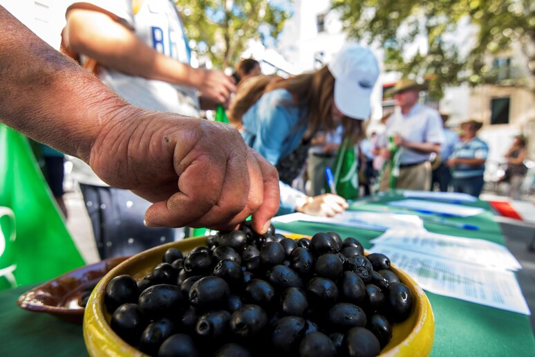 Dazi su olive spagnole, Ue porta Usa davanti a Wto © ANSA/EPA