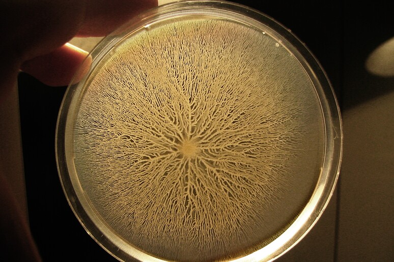 Una colonia di Bacillus Subtilis (fonte: Adrian Daerr) - RIPRODUZIONE RISERVATA