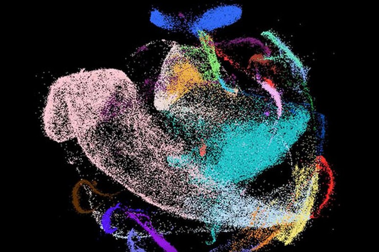 La mappa di un fegato in fase di sviluppo nella quale le singole cellule sono indicate come puntini, i cui colori corrispondono a ognuno a un diverso tipo cellulare (fonte: Newcastle University) - RIPRODUZIONE RISERVATA