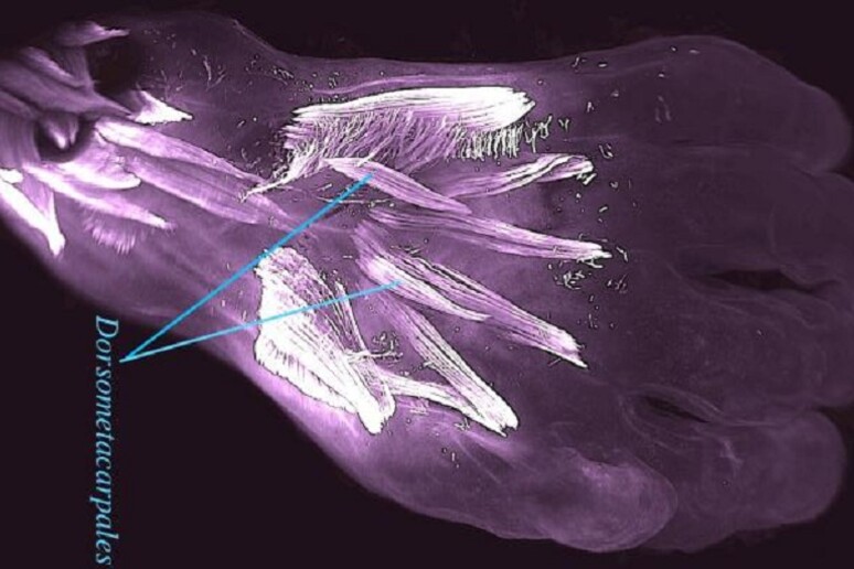 Visione dorsale della mano sinistra di un embrione di 10 settimane (fonte: R.Diogo, N. Siomava, Y. Gitton) - RIPRODUZIONE RISERVATA