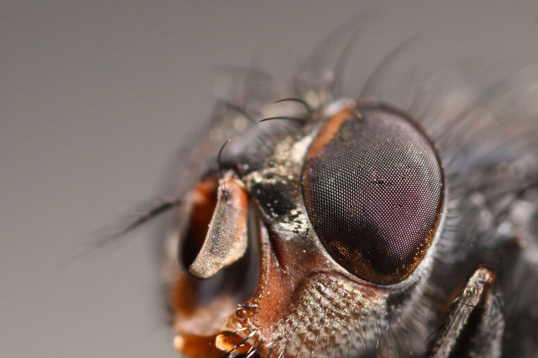 Particolare di un moscerino della frutta (fonte: PublicDomainPictures) - RIPRODUZIONE RISERVATA
