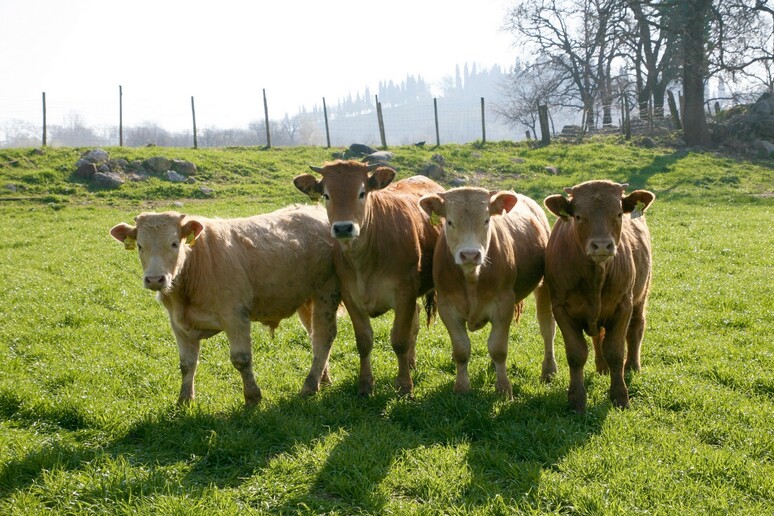 Carne di vitello a tavola, parte in Italia la campagna Ue. Realizzata da Assocarni per informare i consumatori - RIPRODUZIONE RISERVATA