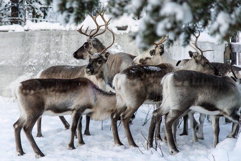 Climate Arctic Reindeer © ANSA/AP