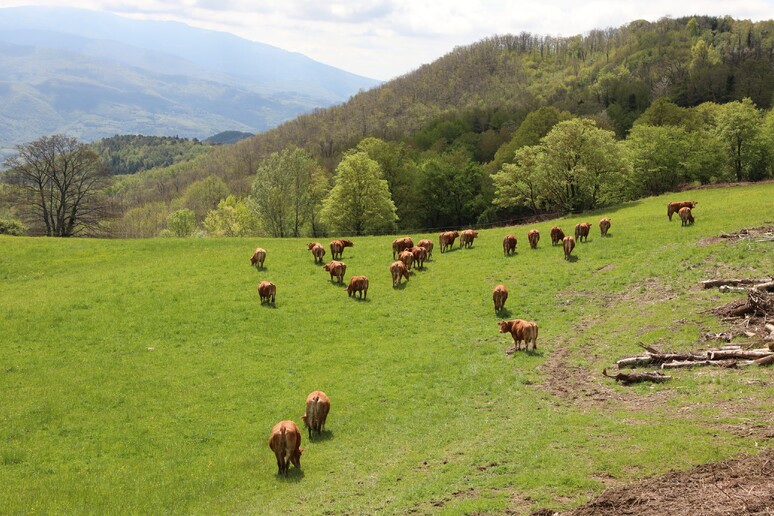 Anacli (Associazione Nazionale Allevatori delle Razze Bovine Charolaise e Limousine) - RIPRODUZIONE RISERVATA