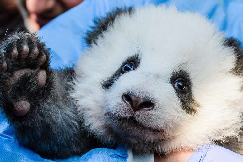 Berlin Zoo presents twin panda cubs © ANSA/EPA