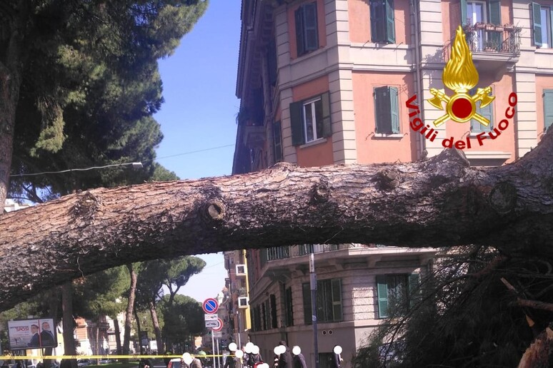 Il pino caduto in Corso Trieste a Roma - RIPRODUZIONE RISERVATA