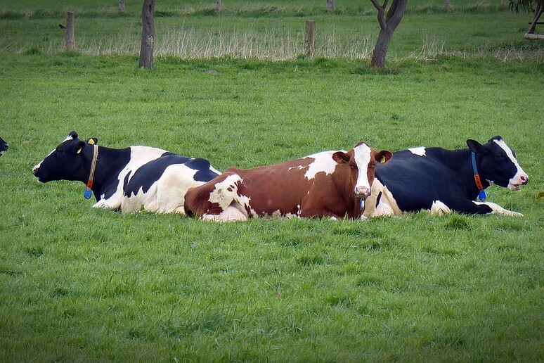 Mucche da latte (fonte: Pixabay) - RIPRODUZIONE RISERVATA