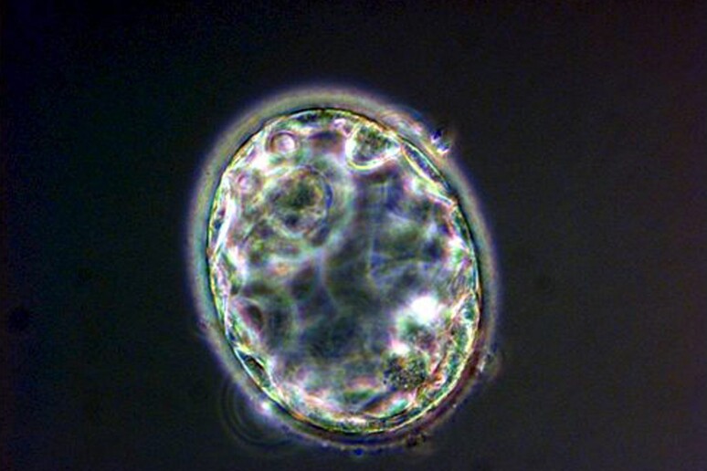 Un embrione visto al microscopio - RIPRODUZIONE RISERVATA