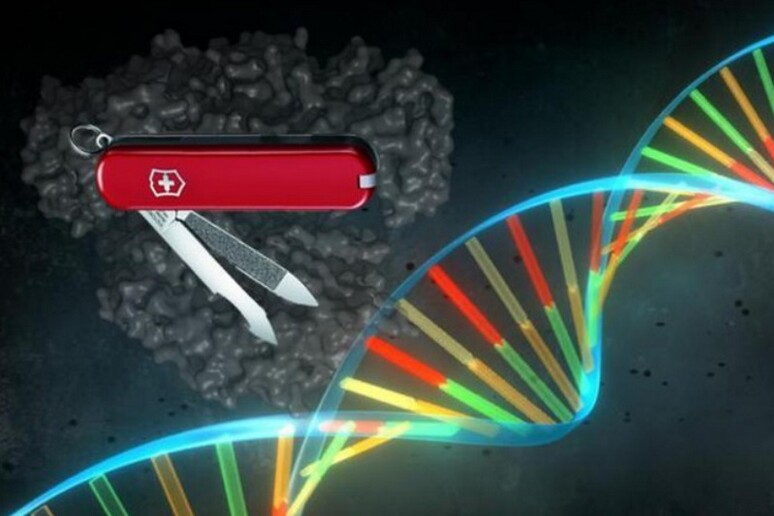 La tecnica del taglia-incolla il Dna, Crispr, consente di riscrivere specifiche sequenze del codice genetico. (fonte: Pablo Alcón / Università di Copenhagen) - RIPRODUZIONE RISERVATA