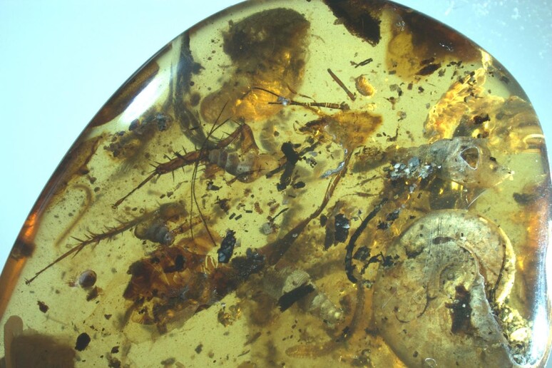 Organismi marini di 99 milioni di anni fa imprigionati nell 'ambra (fonte: NIGPAS) - RIPRODUZIONE RISERVATA