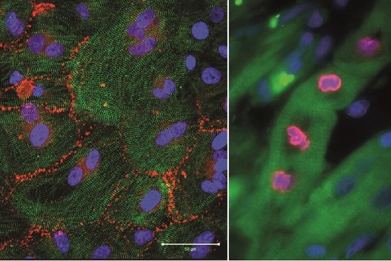 A sinistra cellule del cuore (verde), con i nuclei (blu) e le connessioni (rosso). A destra, le stesse cellule durante proliferazione indotta dal microRNA (fonte: ICGEB, SSSA) - RIPRODUZIONE RISERVATA