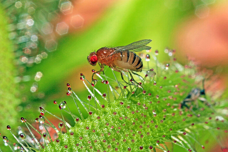 Nel moscerino della frutta c’è un gene che spegne la sua voglia di concedersi un pisolino (fonte: Parent Géry/Wikipedia) - RIPRODUZIONE RISERVATA