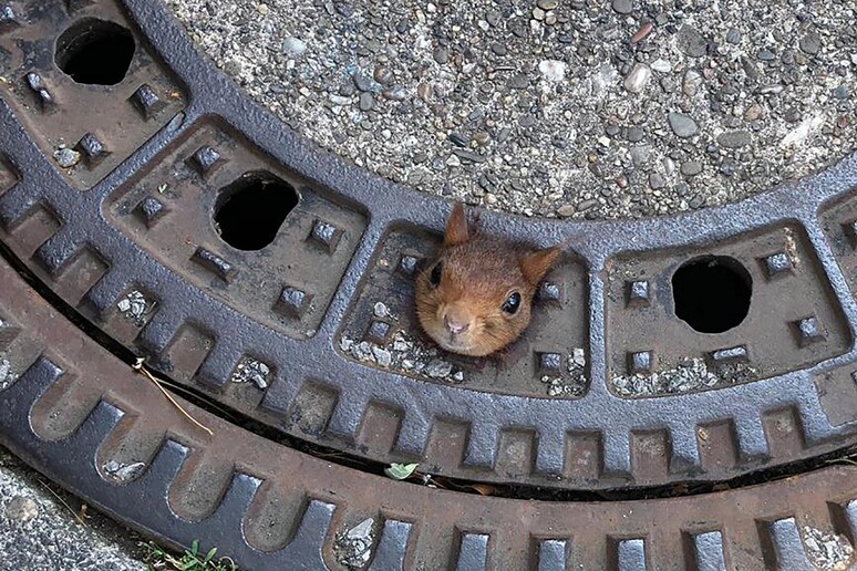 Germania, lo scoiattolo salvato © ANSA/AP