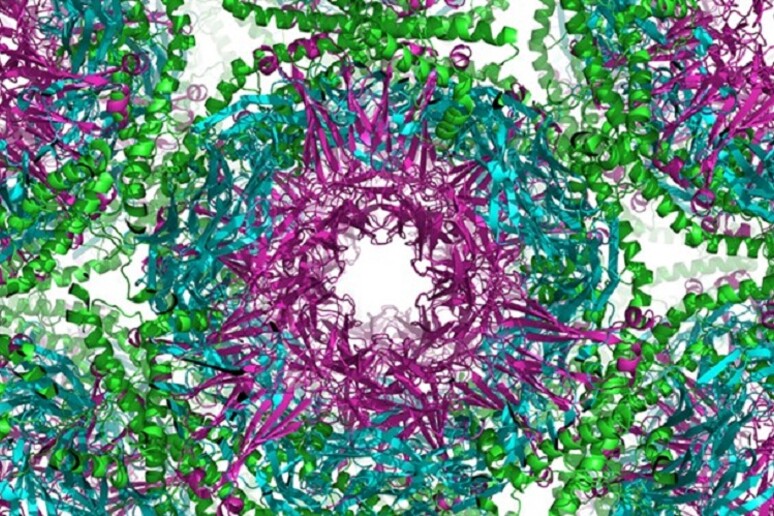Rappresentazione grafica della struttura di un prione (fonte: UCL) - RIPRODUZIONE RISERVATA